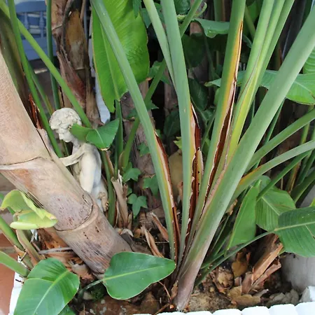 El Jardin Secreto De Elviria * Marbella